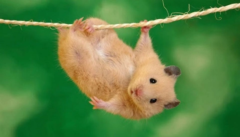 ảnh hamster meme 3
