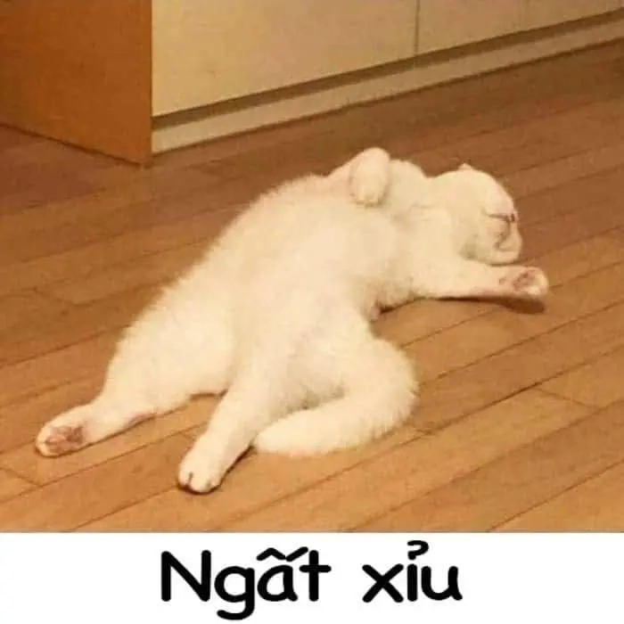 ảnh meme bất lực 5