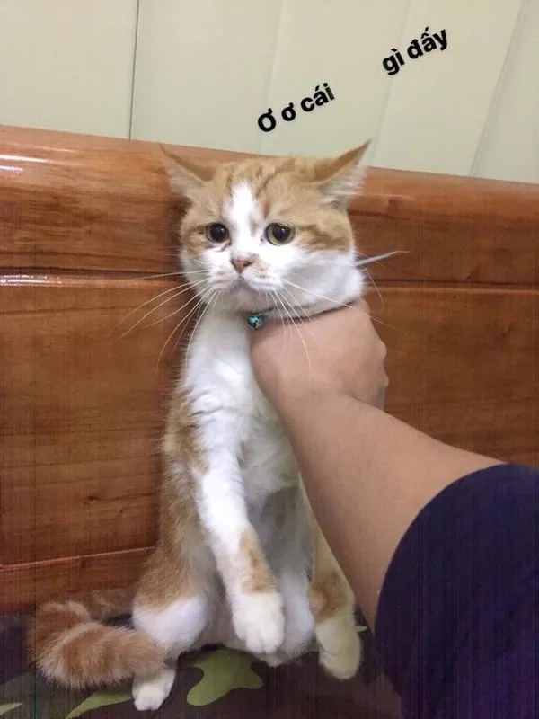 ảnh meme bóp cổ 10