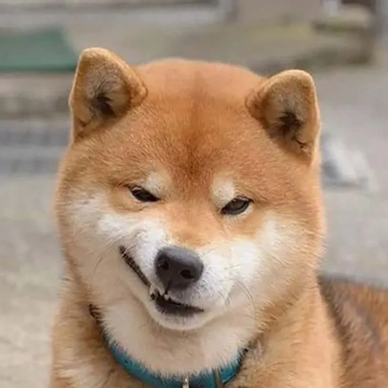 meme chó bựa 15