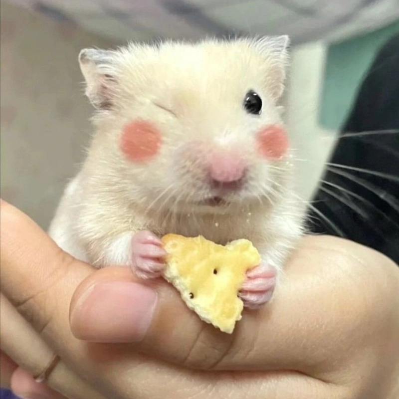 meme chuột 23