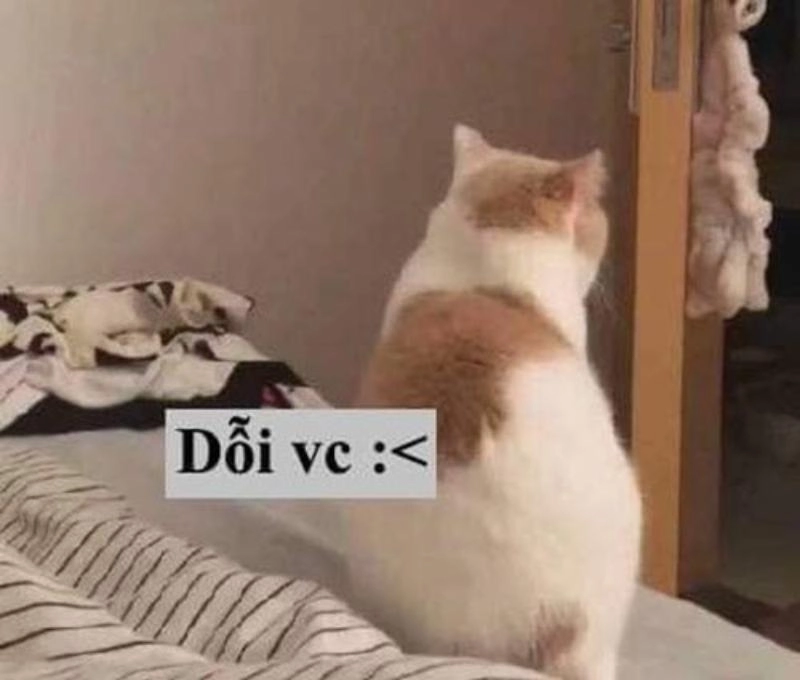 anh meme doi 07