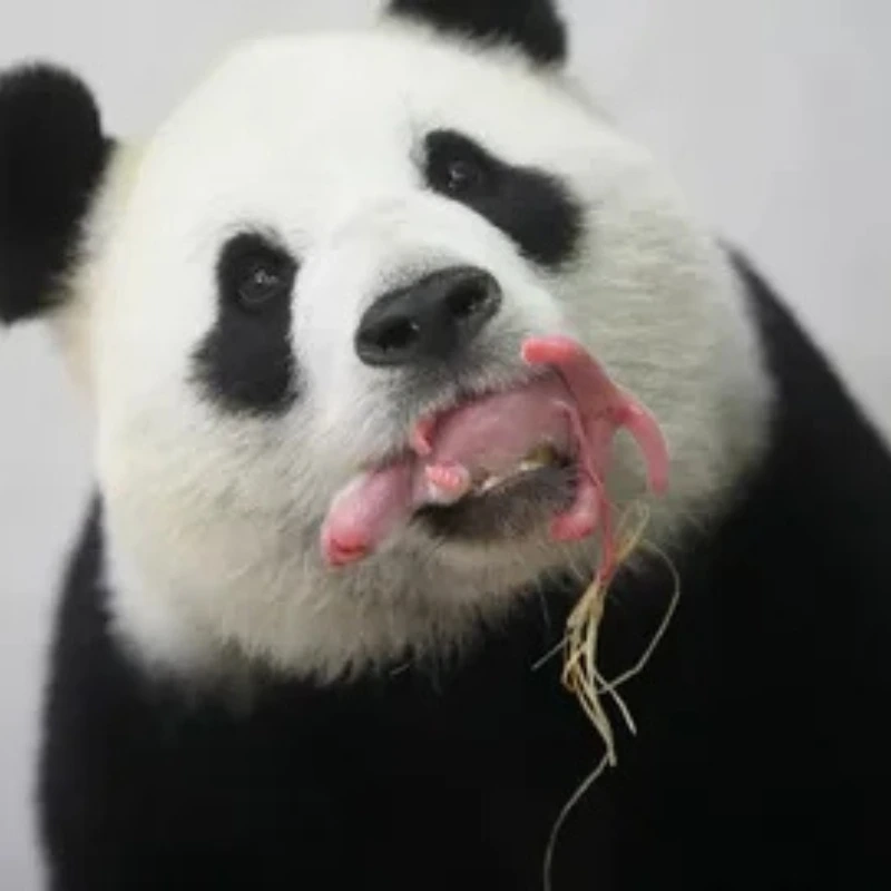 gấu trúc bựa 19