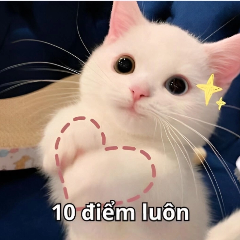 meme mèo cuti 18