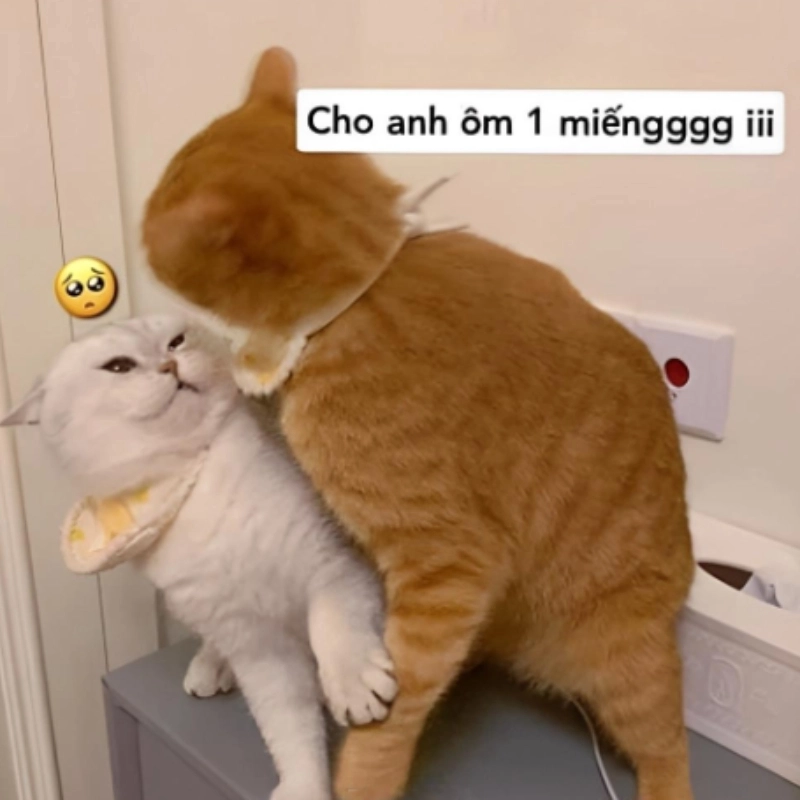 meme ôm 30