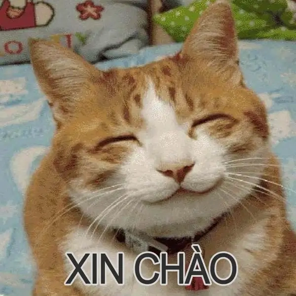 Ảnh meme xin chào 5