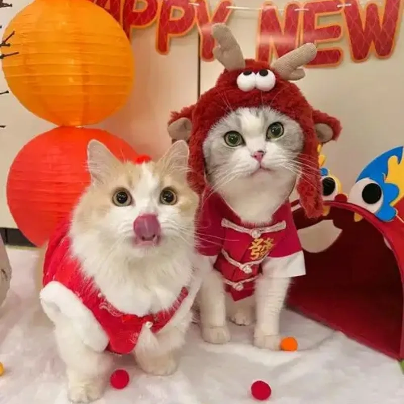 meme mèo Tết 9