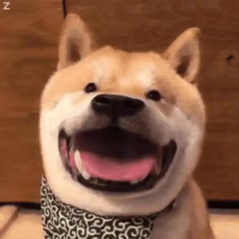 hinh anh hai meme cho 6
