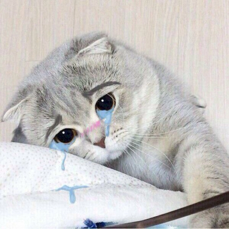 Meme mèo cute 27