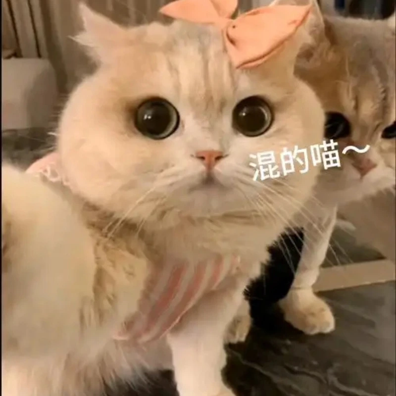 meme ảnh cute 43