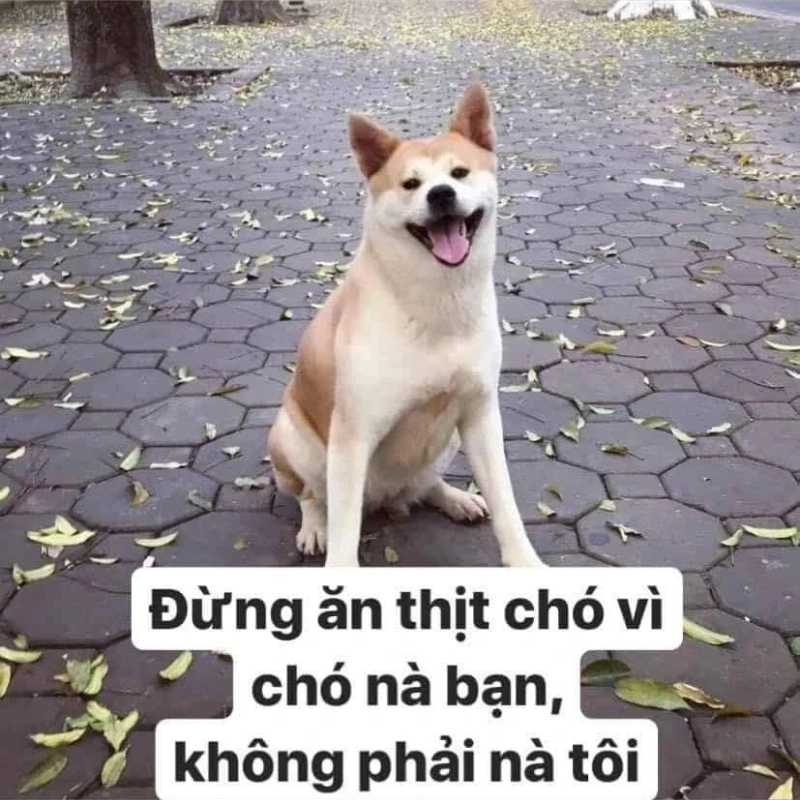 meme không 13