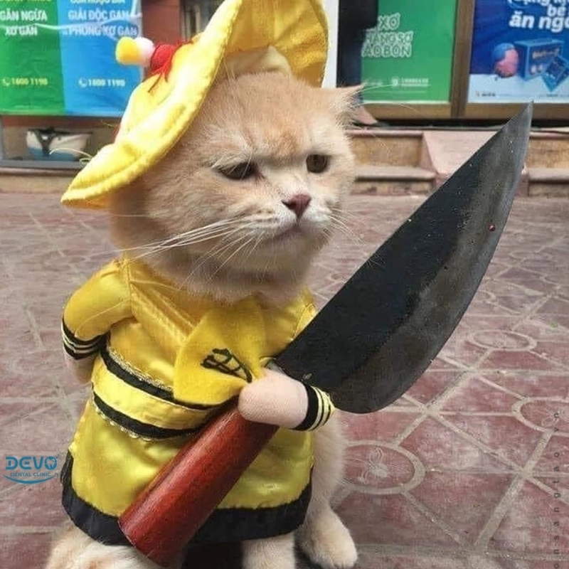 meme ảnh chế 18