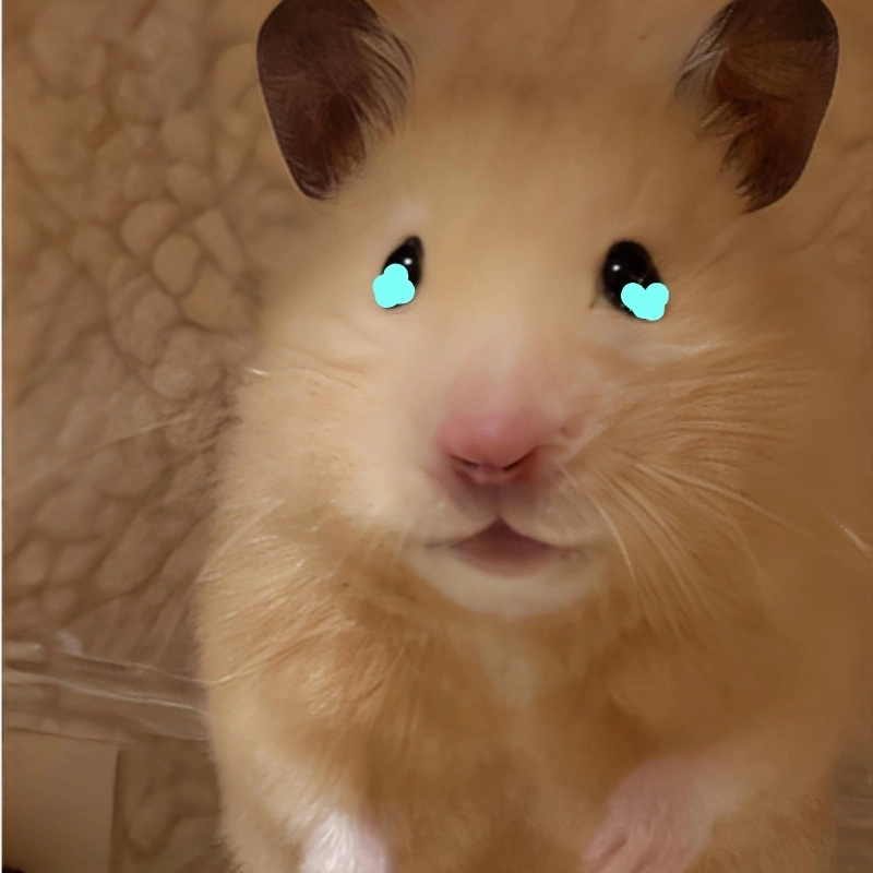 meme chuột 11