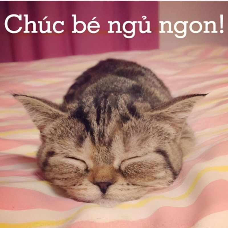 meme dễ thương 7