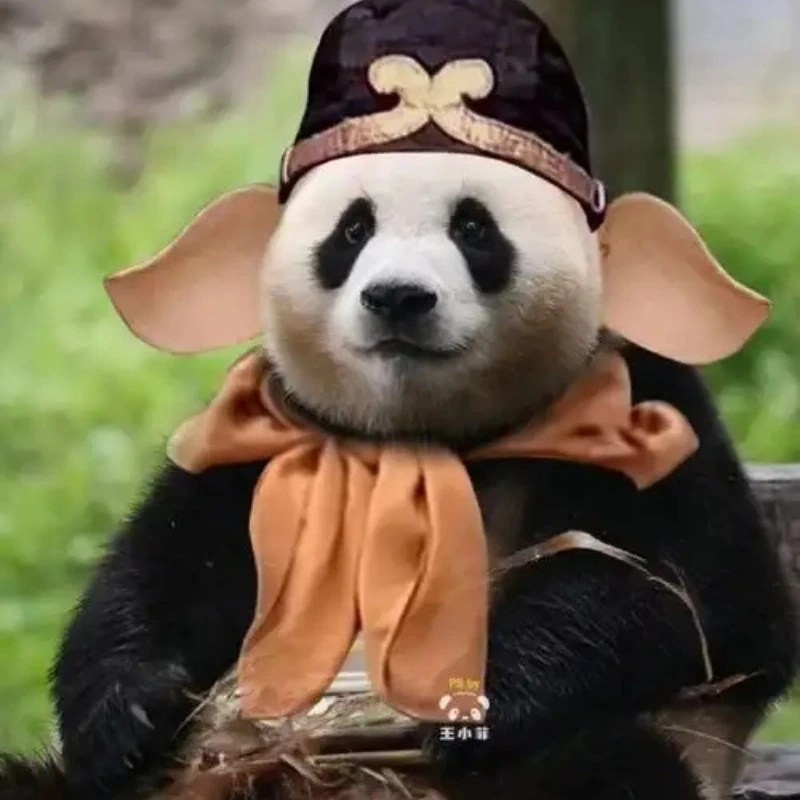 gấu trúc bựa 2