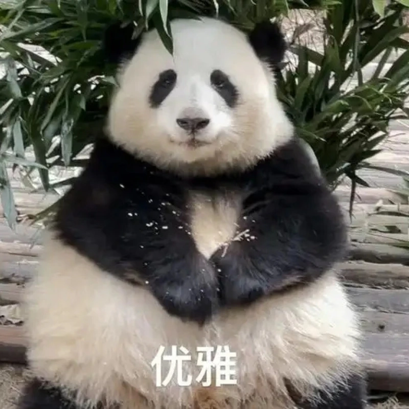 gấu trúc bựa 3