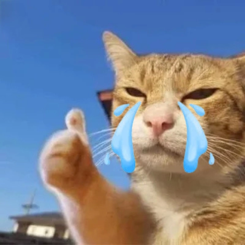 ảnh meme mèo khóc 26