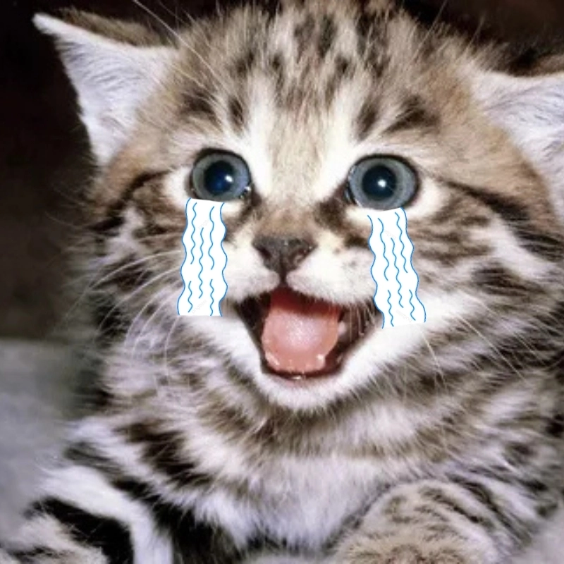meme meo khoc