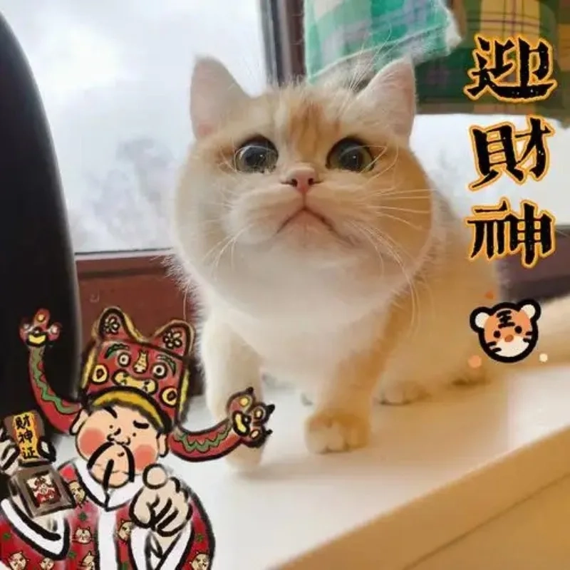 meme mèo Tết 26