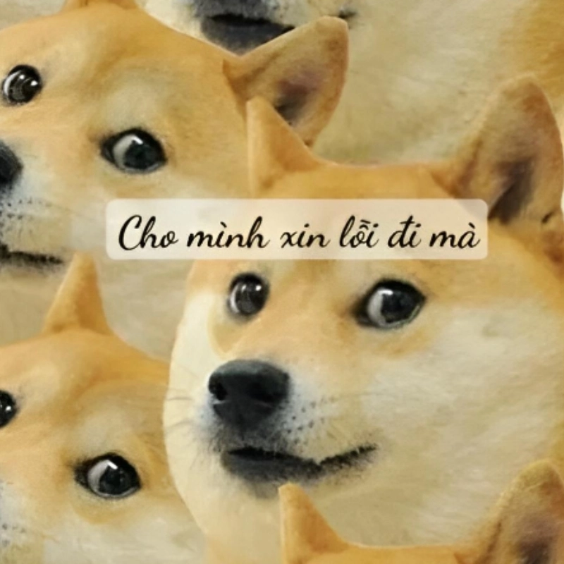 meme xin lỗi 14